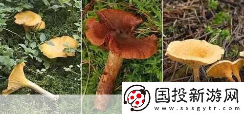 老牛嫩草一二三產品區(qū)別蘑菇視頻：1.-老牛嫩草：揭秘蘑菇視頻的獨特風味與營養(yǎng)